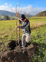 Eine Person pflanzt einen Baum