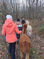 Wanderung mit Alpakas