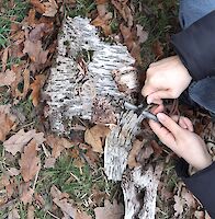 Ein Stück Birkenrinde wird mit Feuerstahl entzündet