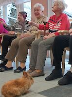 Kanichen hoppelt vor Personen über Boden