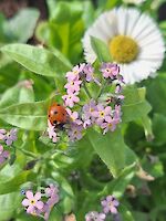 Marienkäfer auf Blüten